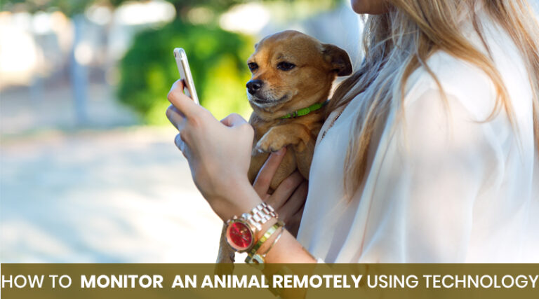 monitor an animal remotely
